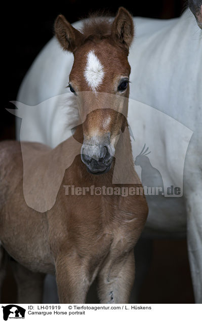 Camargue Horse portrait / LH-01919
