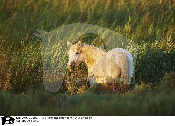Camargue-horse / DMS-09382