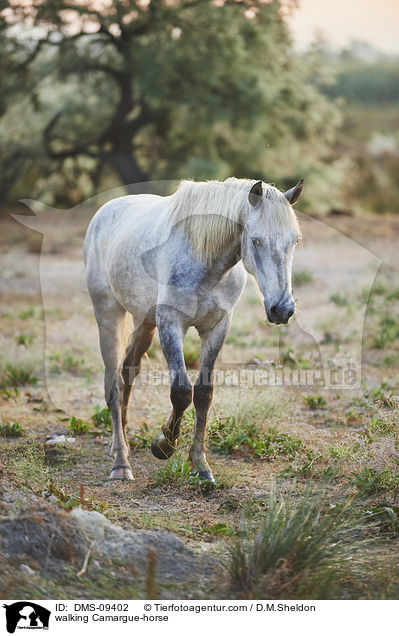 walking Camargue-horse / DMS-09402