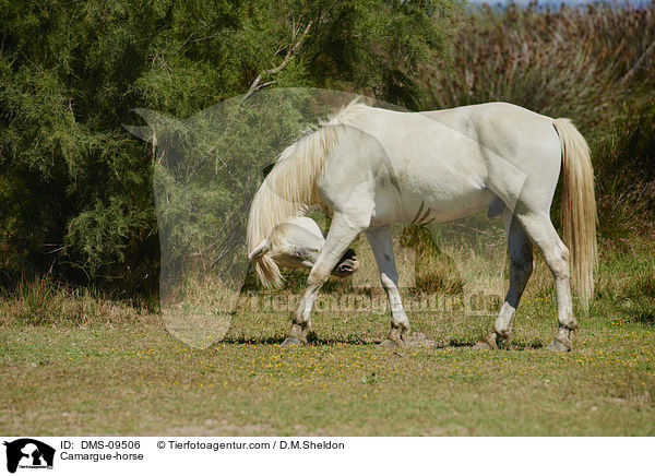 Camargue-Pferd / Camargue-horse / DMS-09506