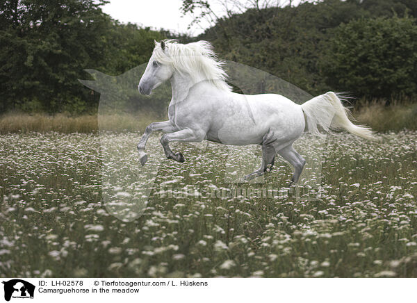 Camarguehorse in the meadow / LH-02578
