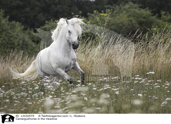 Camarguepferd auf der Wiese / Camarguehorse in the meadow / LH-02579