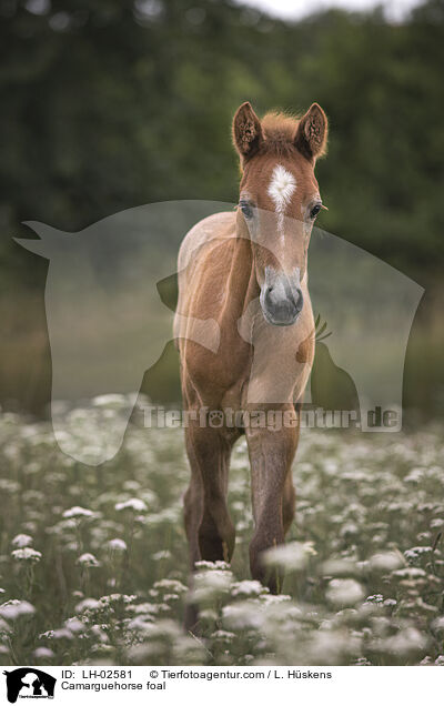 Camarguepferd Fohlen / Camarguehorse foal / LH-02581