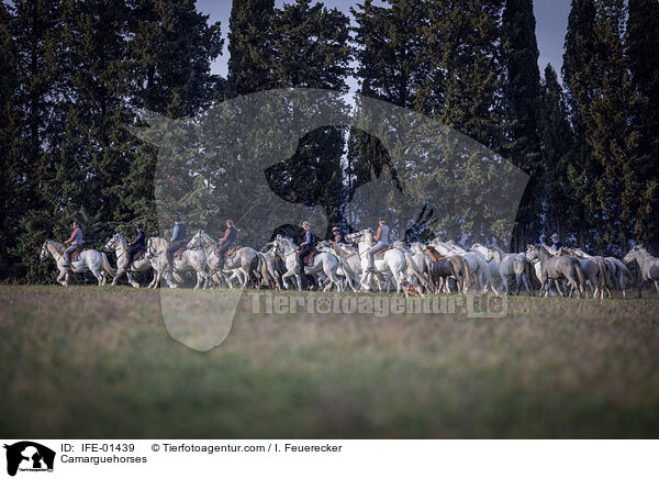 Camargue-Pferde / Camarguehorses / IFE-01439