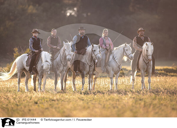 Camargue-Pferde / Camarguehorses / IFE-01444
