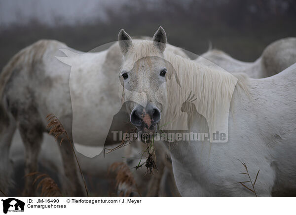 Camarguehorses / JM-16490