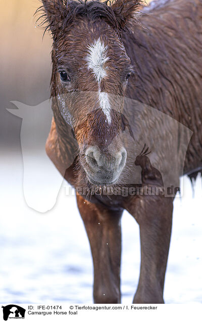 Camargue-Pferd Fohlen / Camargue Horse foal / IFE-01474