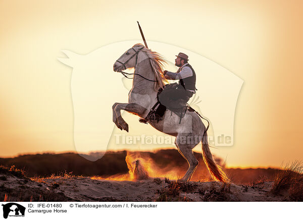 Camargue Horse / IFE-01480