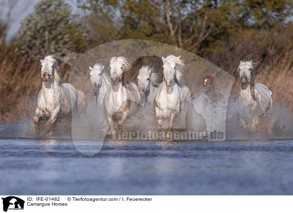 Camargue Horses / IFE-01482