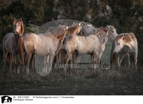 Camargue-Pferde / Camargue Horses / IFE-01600