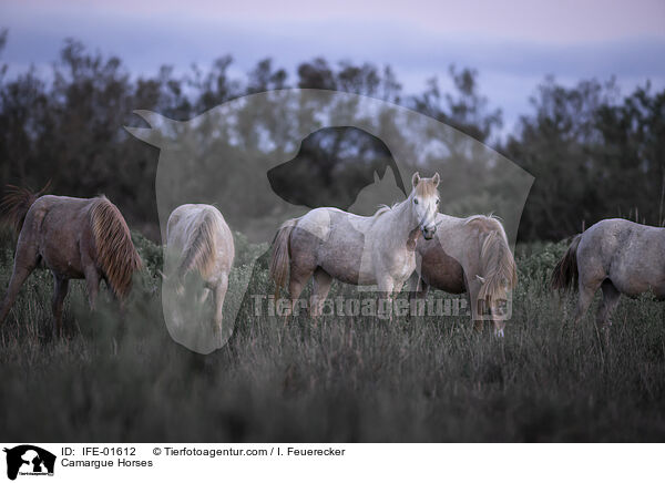 Camargue-Pferde / Camargue Horses / IFE-01612
