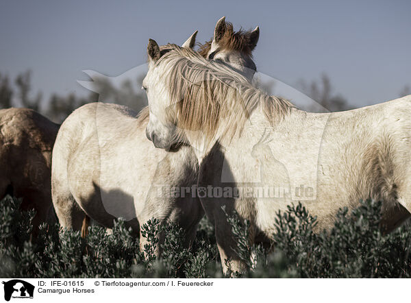 Camargue-Pferde / Camargue Horses / IFE-01615