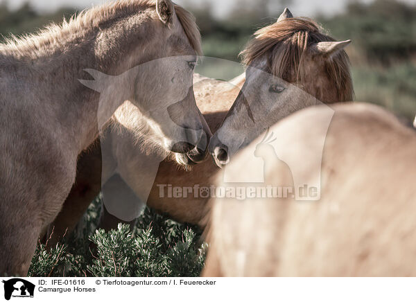 Camargue-Pferde / Camargue Horses / IFE-01616
