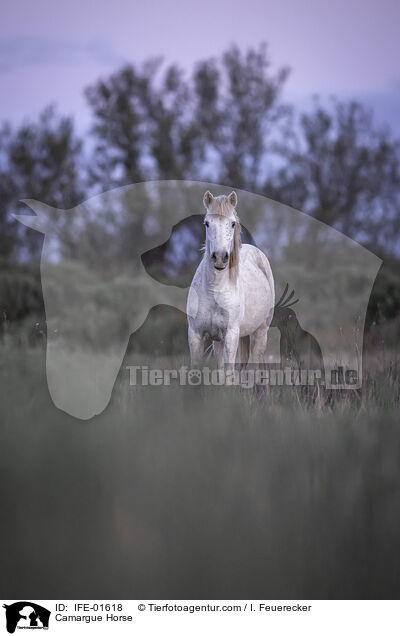Camargue-Pferd / Camargue Horse / IFE-01618