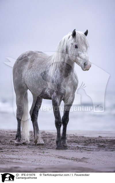Camarguehorse / IFE-01876