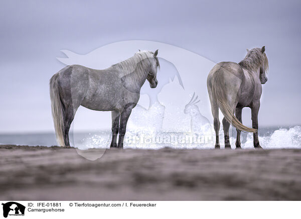 Camarguepferd / Camarguehorse / IFE-01881