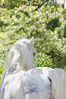 Camargue Horse portrait