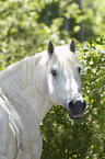 Camargue Horse portrait