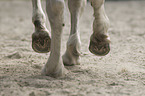 Camargue Horse portrait