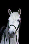 Camargue Horse portrait