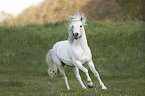 galloping Camargue Horse