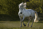 trotting Camargue Horse