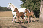 trotting Camargue Horses