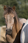 Camargue Horse portrait