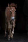 walking Camargue Horse foal