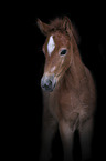 Camargue Horse portrait