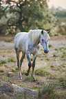 walking Camargue-horse