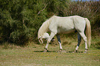 Camargue-horse