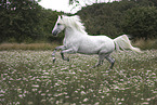 Camarguehorse in the meadow