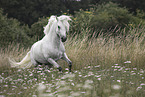 Camarguehorse in the meadow