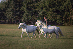 Camarguehorses