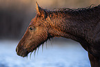Camargue Horse foal