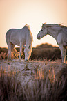 Camargue Horses