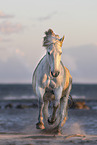 Camargue Horse