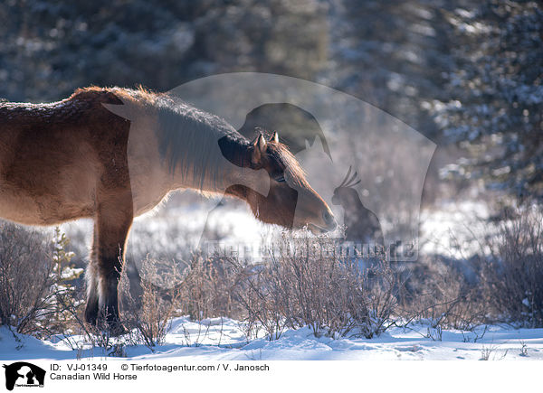 Canadian Wild Horse / VJ-01349