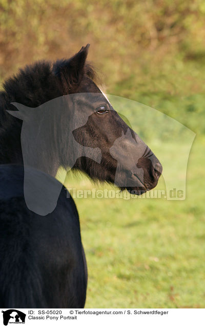 Classic Pony Portrait / SS-05020