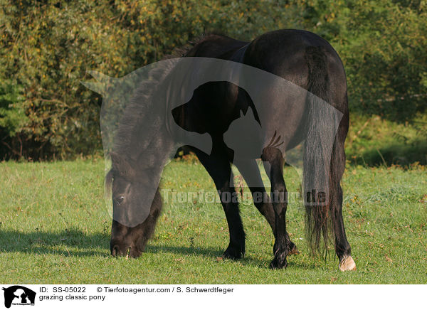grasendes Classic Pony / grazing classic pony / SS-05022