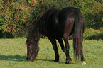 grazing classic pony