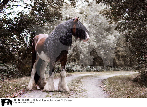 Clydesdale Hengst / Clydesdale stallion / NP-02015