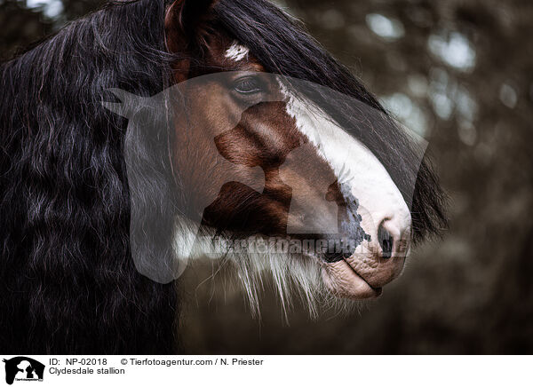 Clydesdale stallion / NP-02018