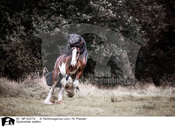 Clydesdale Hengst / Clydesdale stallion / NP-02019