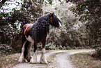 Clydesdale stallion