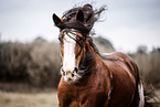 Clydesdale stallion