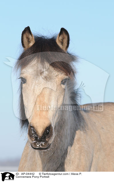 Connemara Pony Portrait / AP-04442