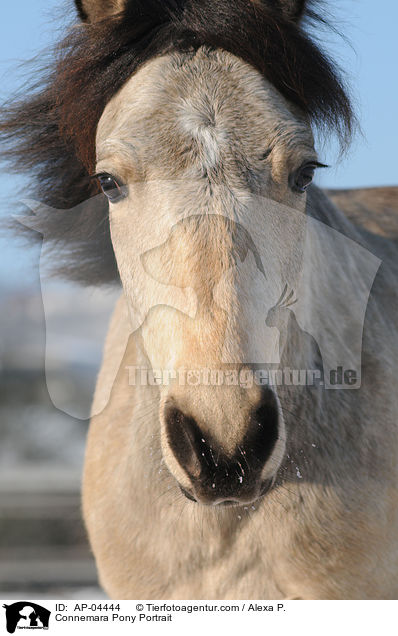 Connemara Pony Portrait / AP-04444