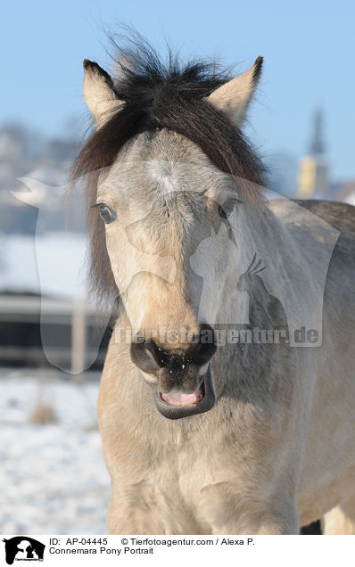 Connemara Pony Portrait / AP-04445
